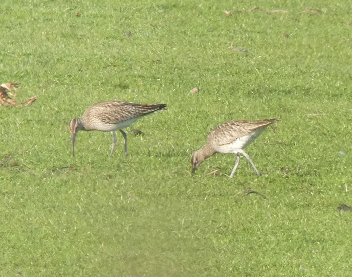 Whimbrel