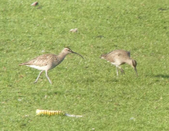 Whimbrel