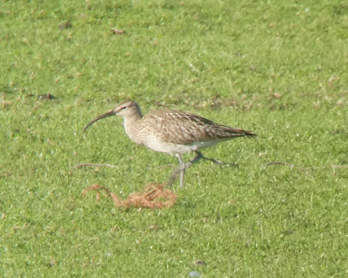 Whimbrel