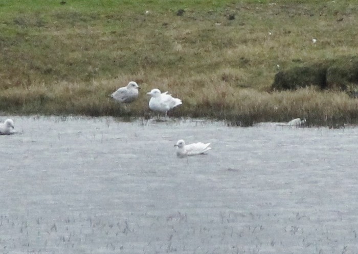 Glaucous Gull