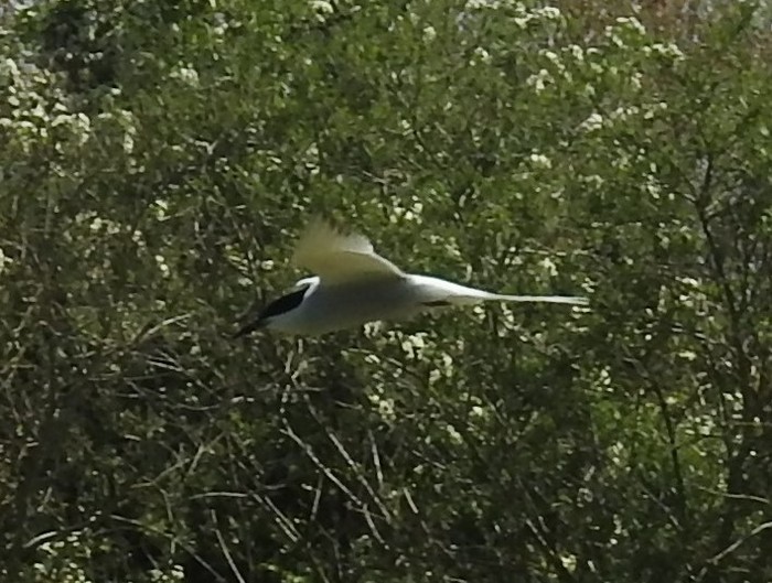 common tern 