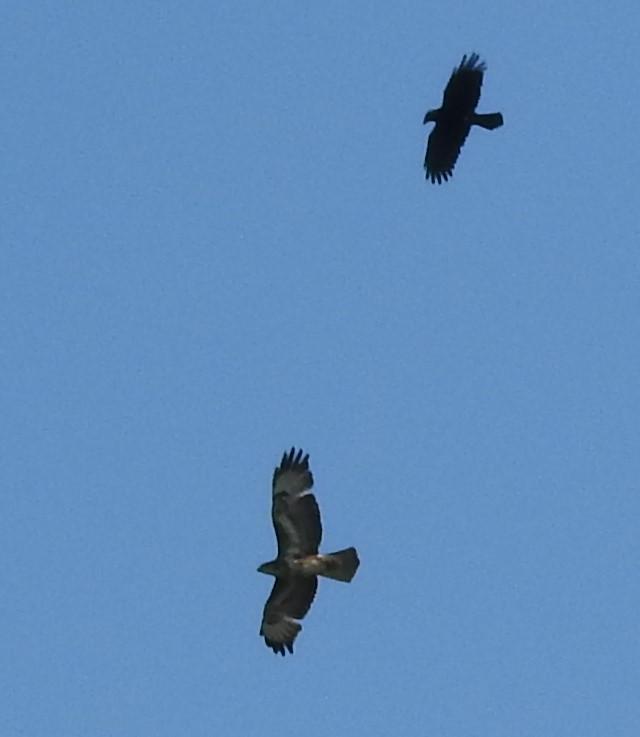 Buzzard