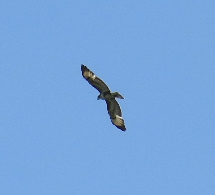 Buzzard
