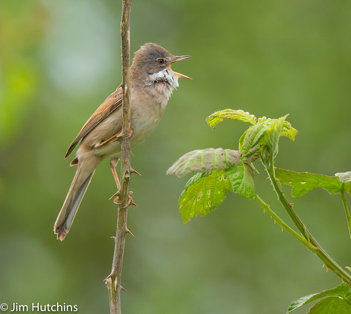 Whitethroat