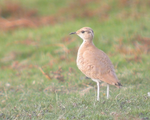 Cream-coloured Courser