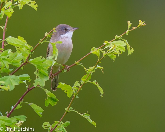 Whitethroat