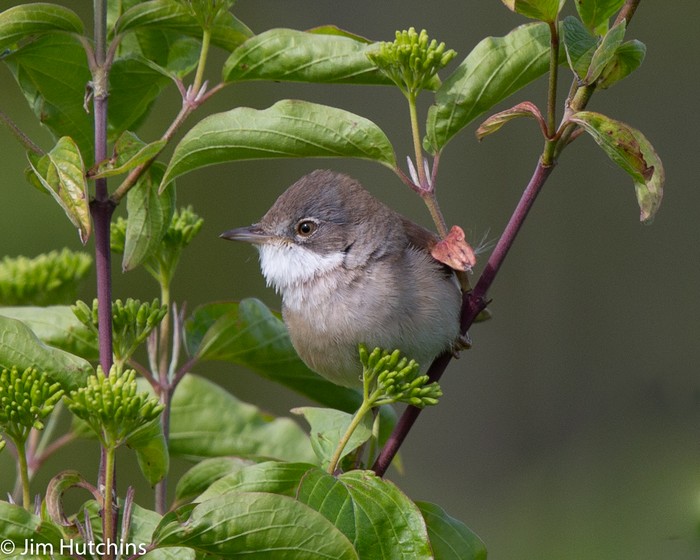 Whitethroat