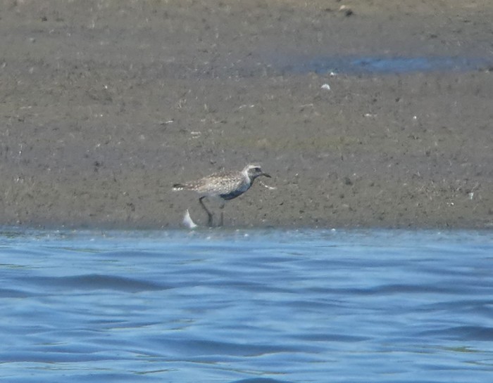Grey Plover