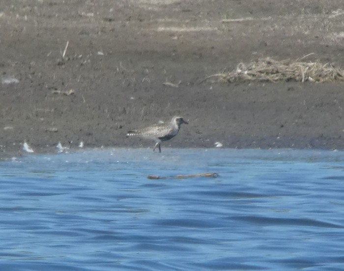 Grey Plover