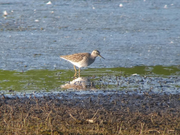 Wood Sandpiper