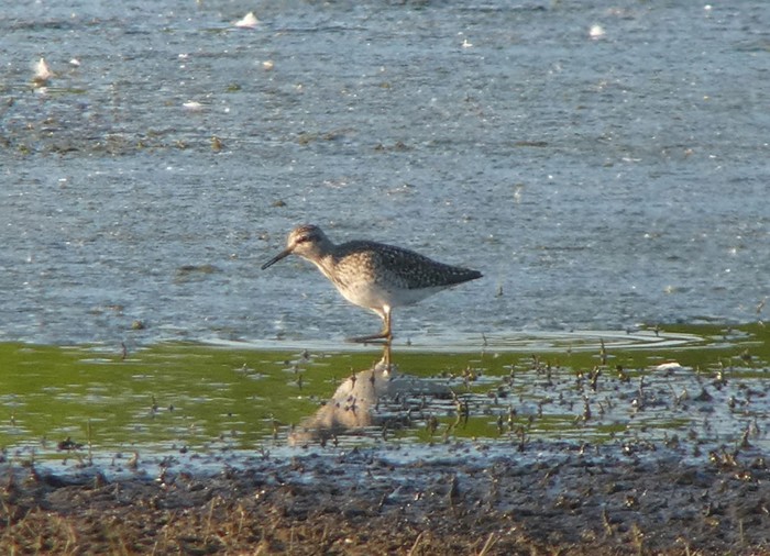 Wood Sandpiper