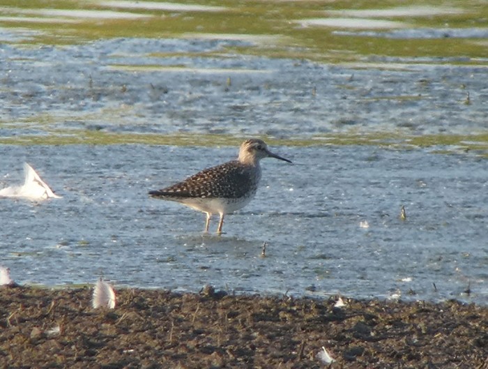 Wood Sandpiper