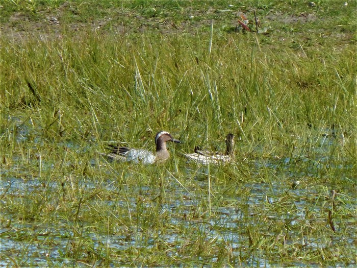 Garganey