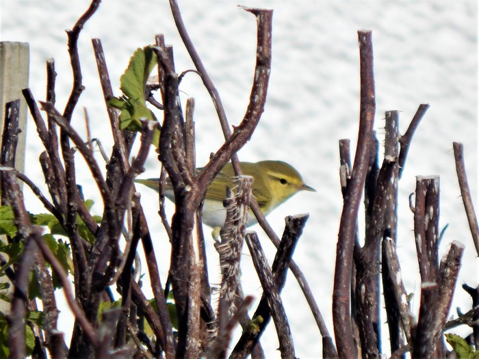 Wood Warbler