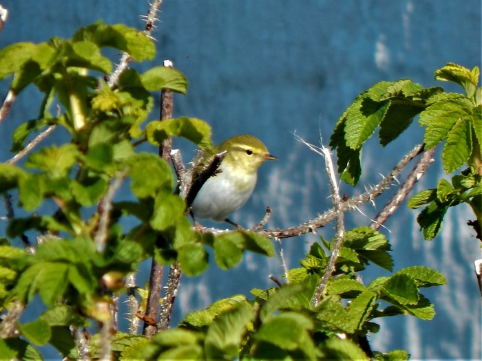 Wood Warbler