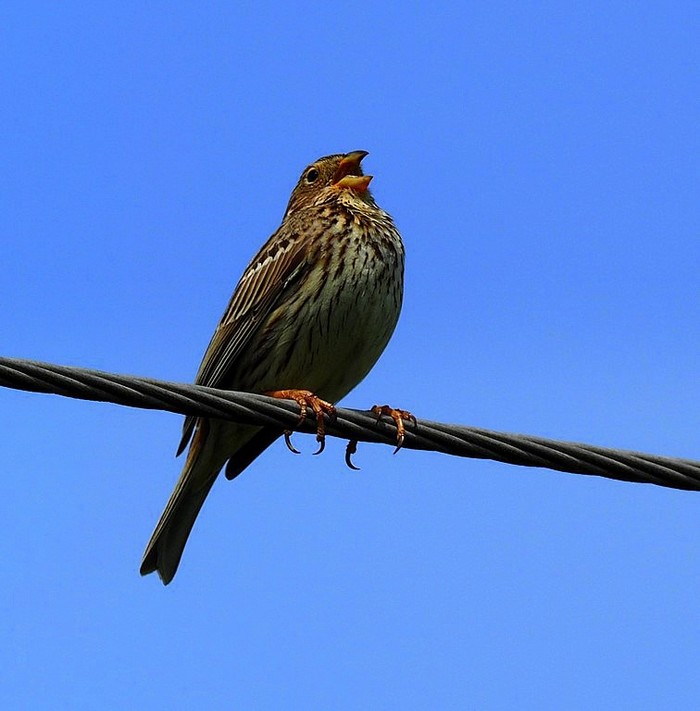 Corn Bunting
