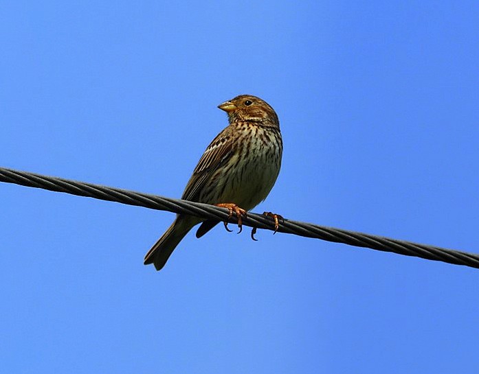 Corn Bunting