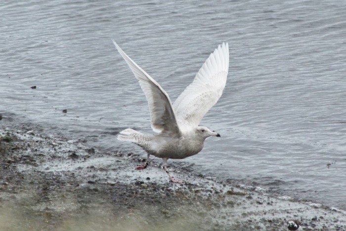 Glaucous Gull