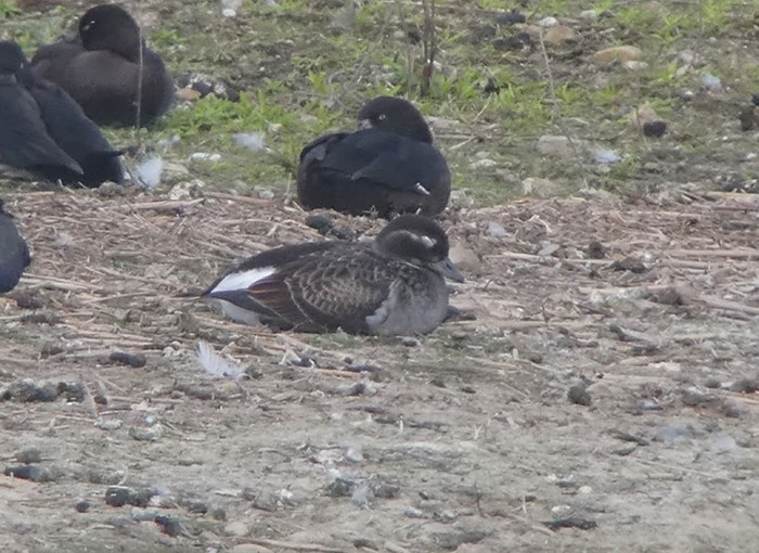 Long-tailed Duck