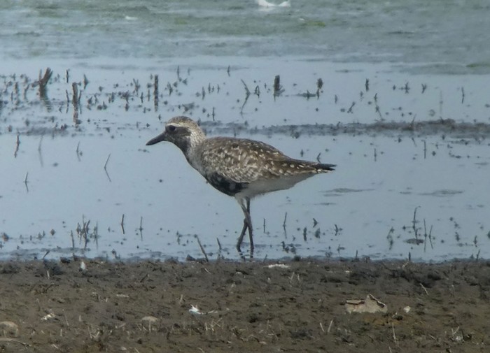 Grey Plover