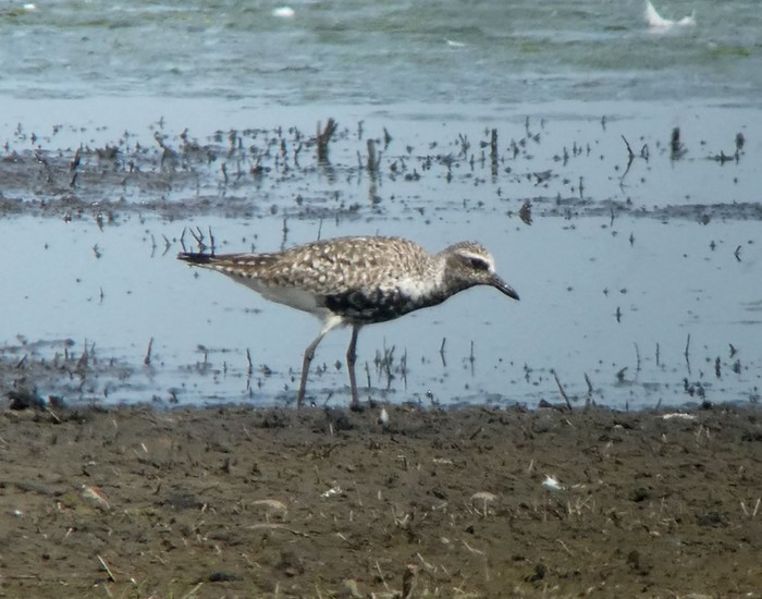 Grey Plover