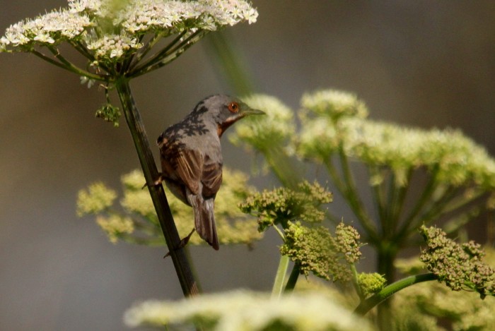 Western Subalpine Warbler