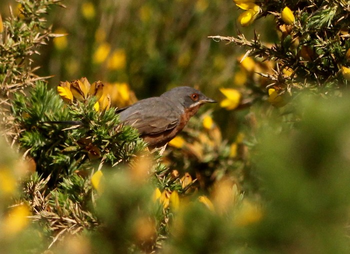 Western Subalpine Warbler