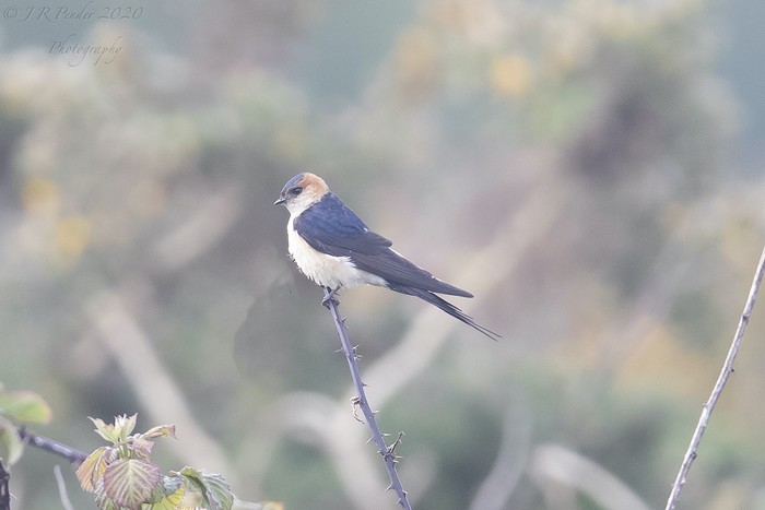 Red-rumped Swallow