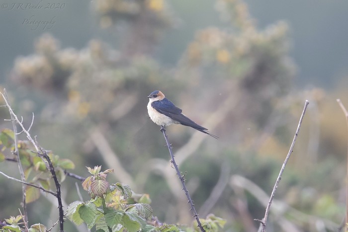 Red-rumped Swallow