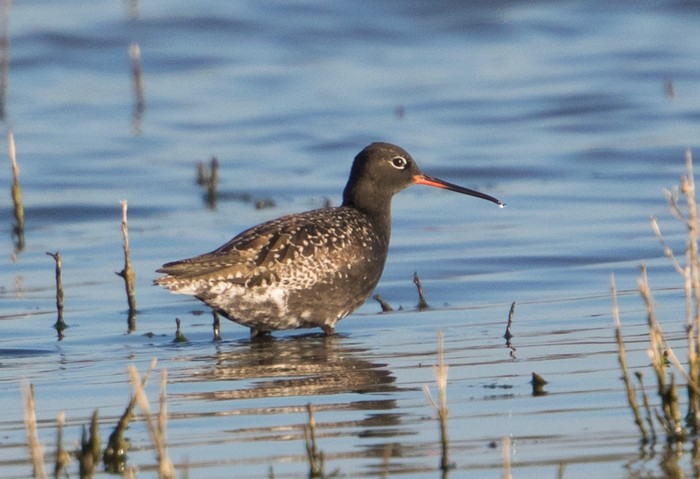 Spotted Redshank