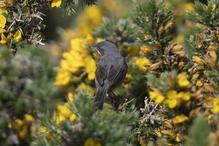 Western Subalpine Warbler