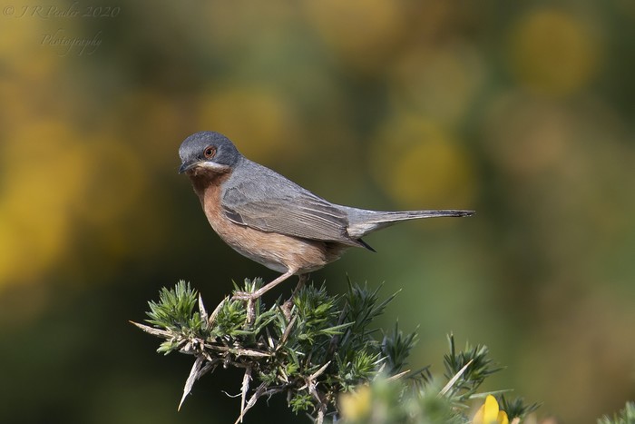 Western Subalpine Warbler