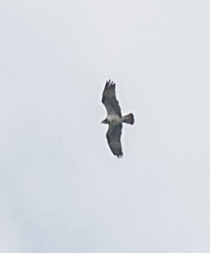 Osprey