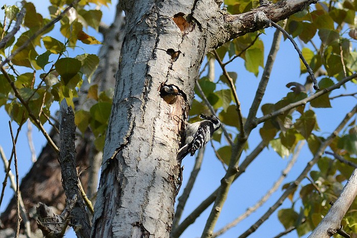 Lesser Spotted Woodpecker