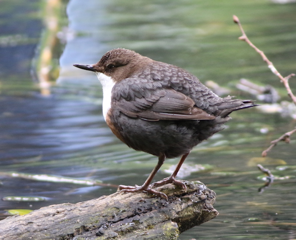Dipper