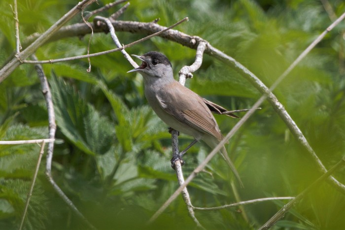 Blackcap