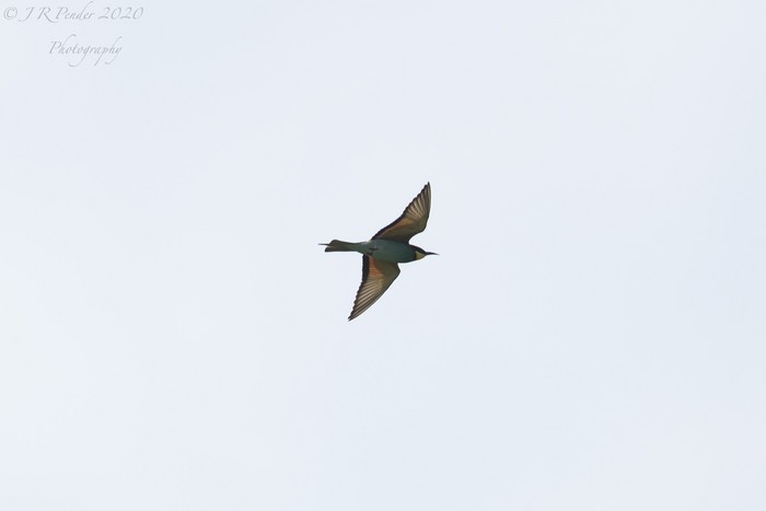 Bee-eater