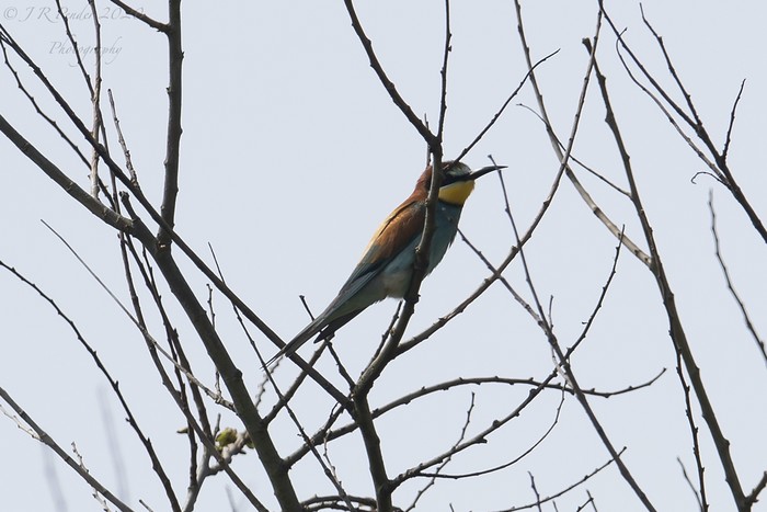 Bee-eater