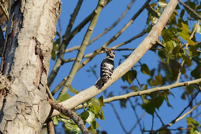 Lesser Spotted Woodpecker