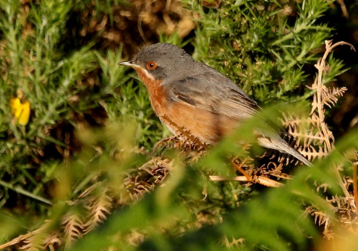 Western Subalpine Warbler