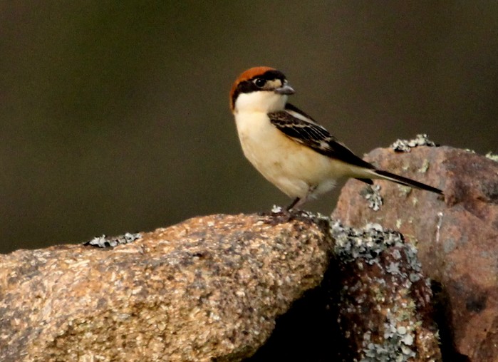 Woodchat Shrike