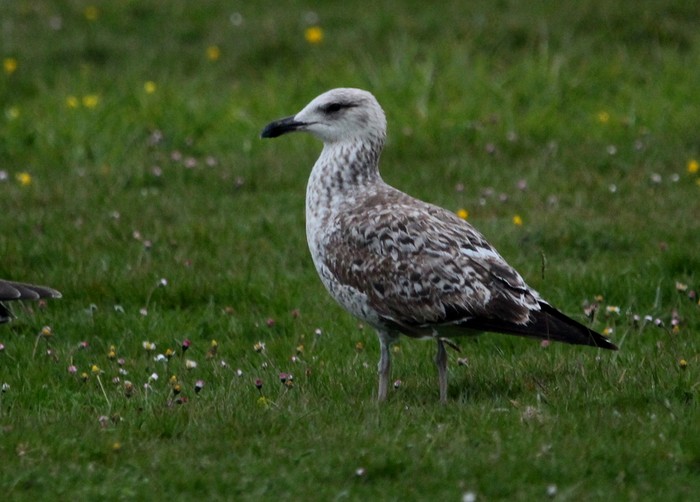 Yellow-legged Gull