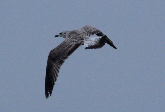 Yellow-legged Gull