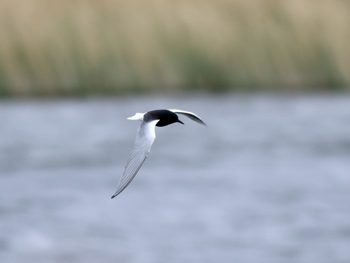 White-winged Black Tern
