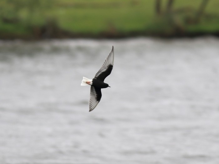 White-winged Black Tern