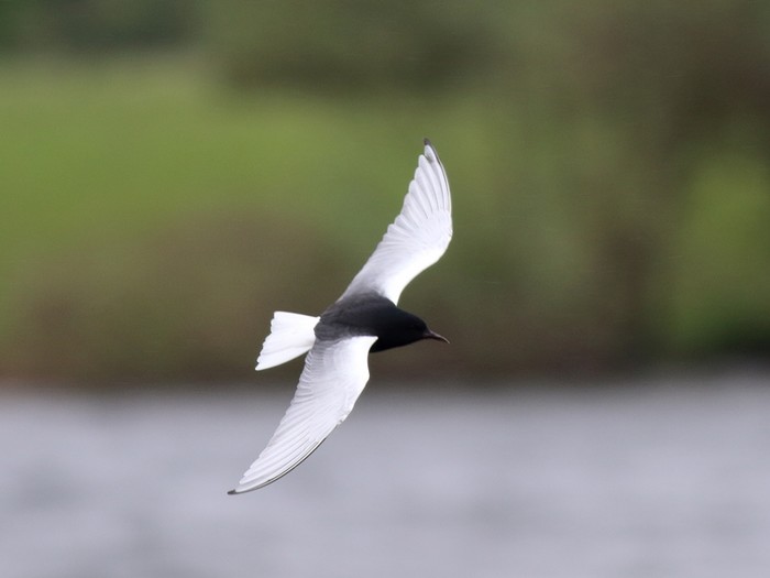 White-winged Black Tern