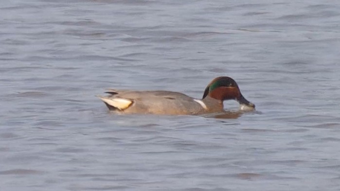 Green-winged Teal