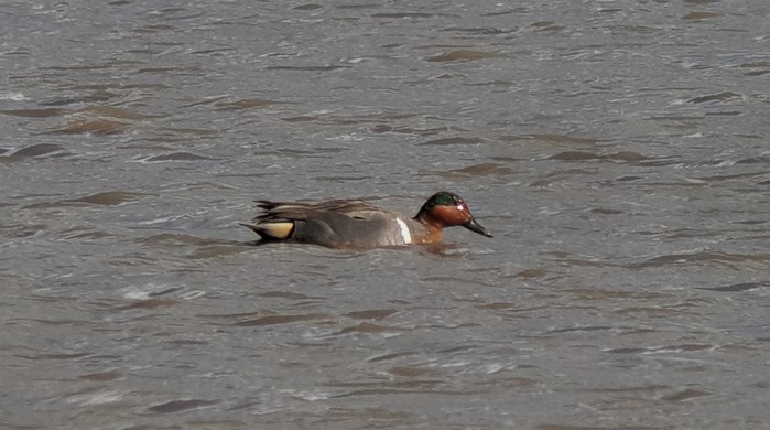 Green-winged Teal