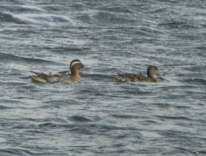 Garganey