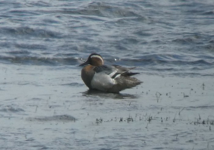 Garganey